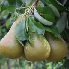 5038838000843 1 Pear Conference Bush Quince A 12L.JPG